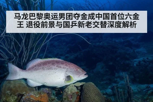 马龙巴黎奥运男团夺金成中国首位六金王 退役前景与国乒新老交替深度解析